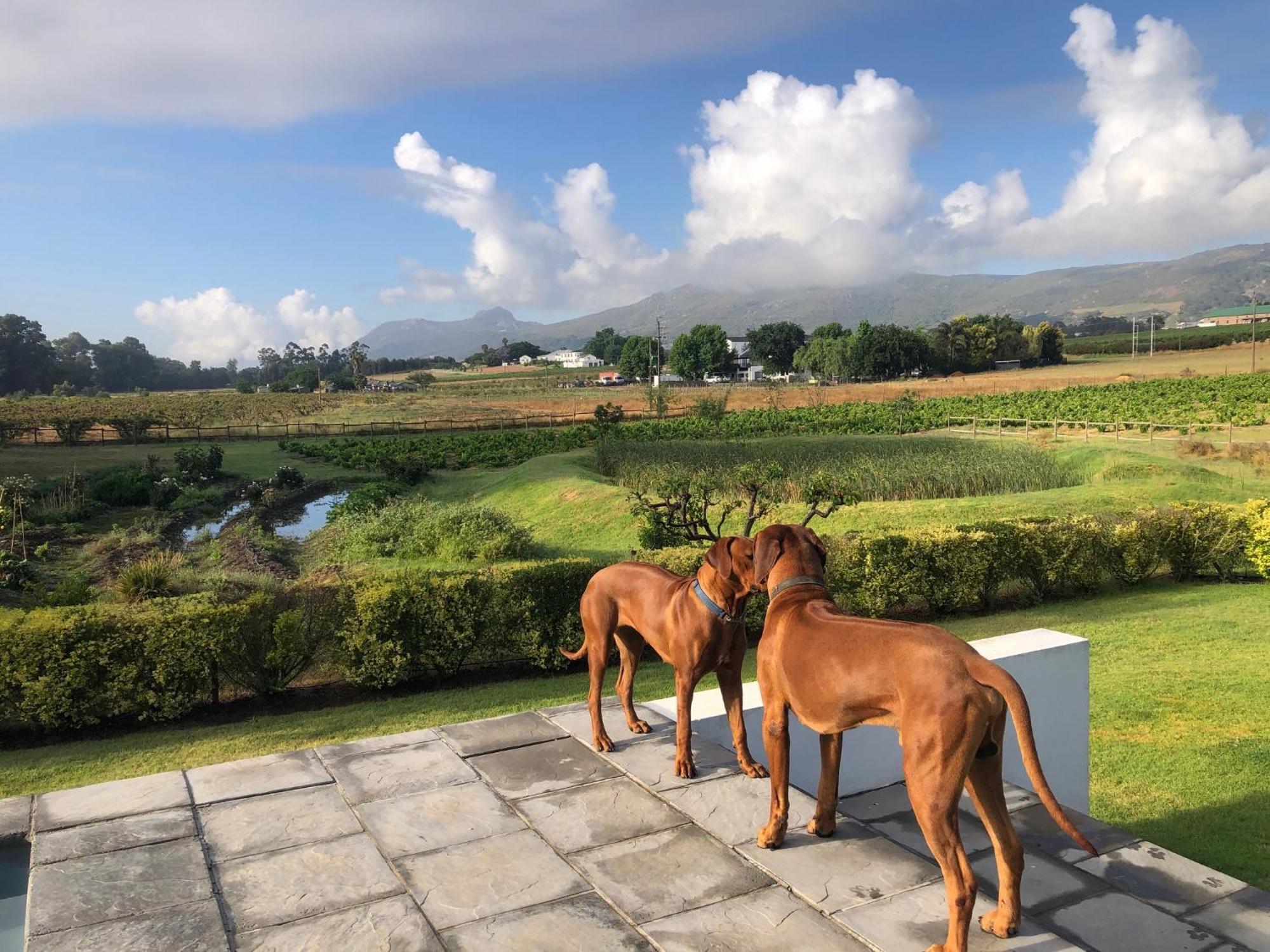 Tempel Wines Hotel Paarl Exterior photo