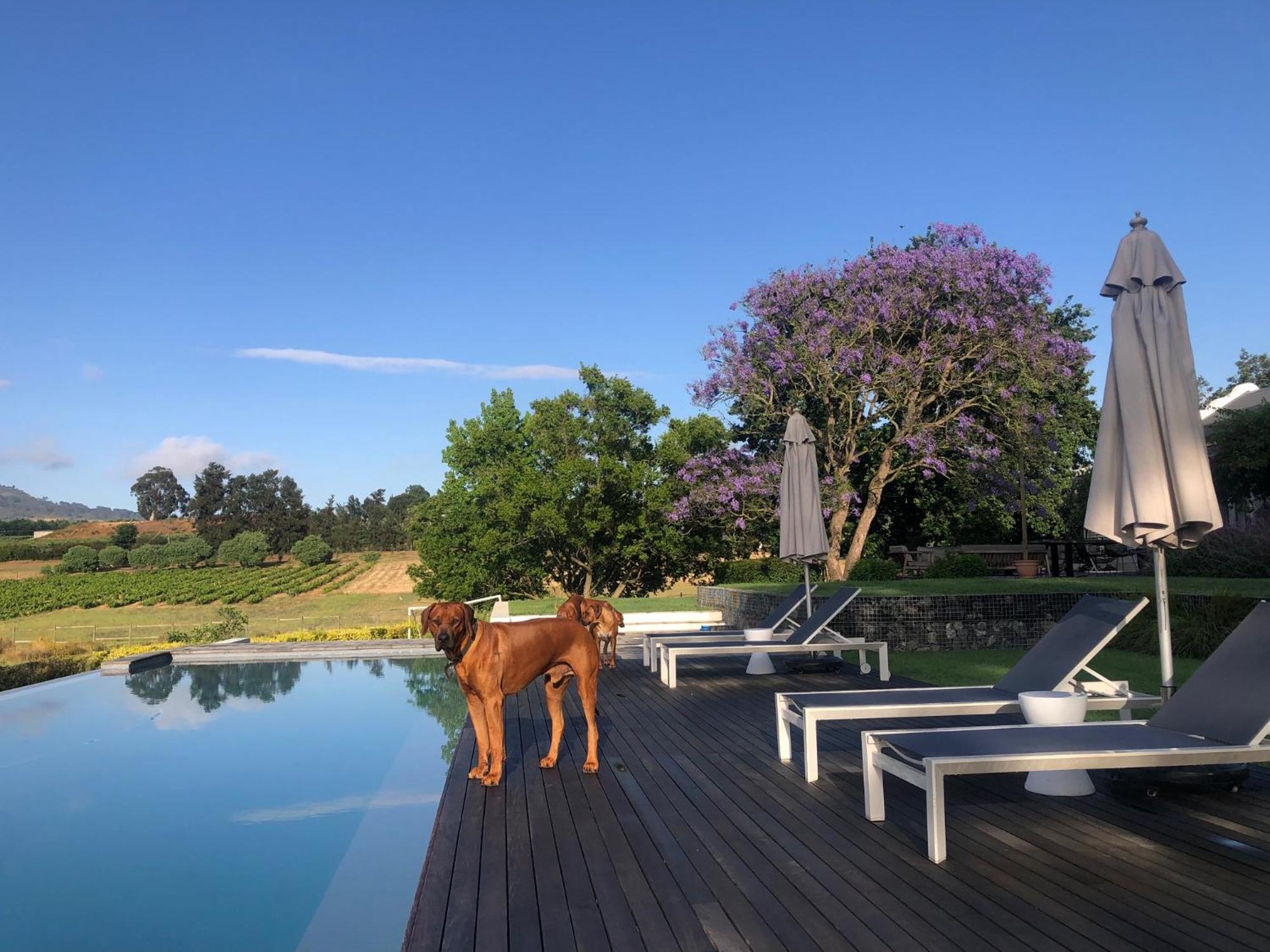 Tempel Wines Hotel Paarl Exterior photo